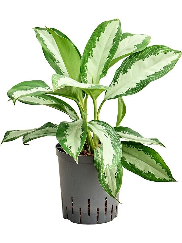 Aglaonema 'Diamond bay', D 18