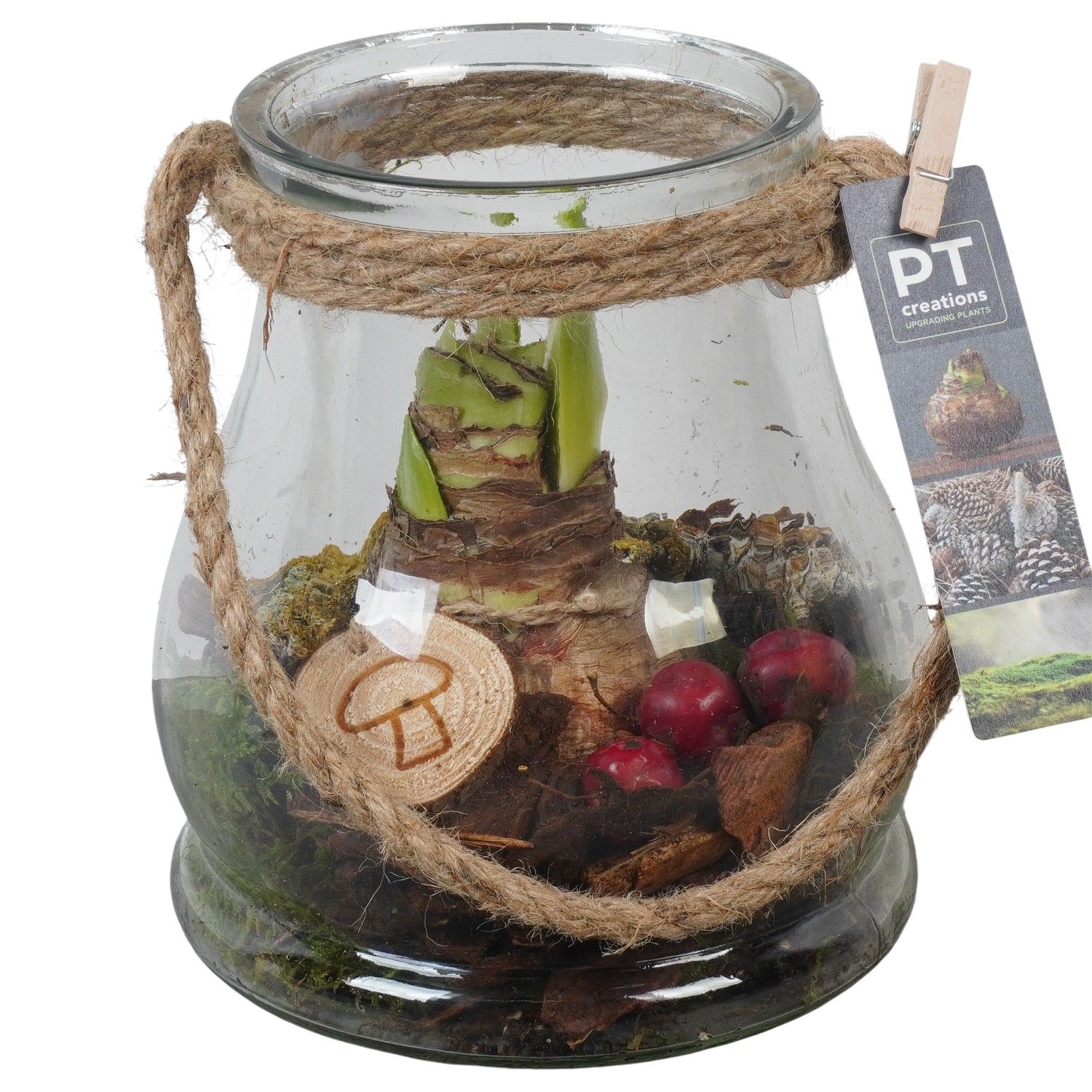 PTAA7577 Arrangement Amaryllis in glazen vaas, D 16 cm