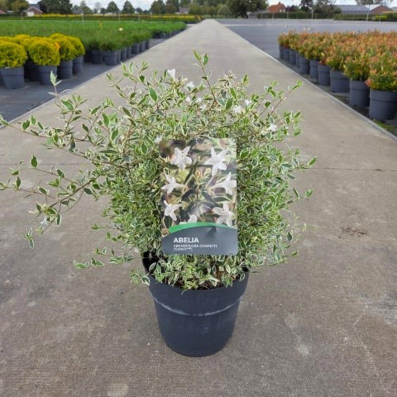 Abelia grandifl. Confetti, D 29