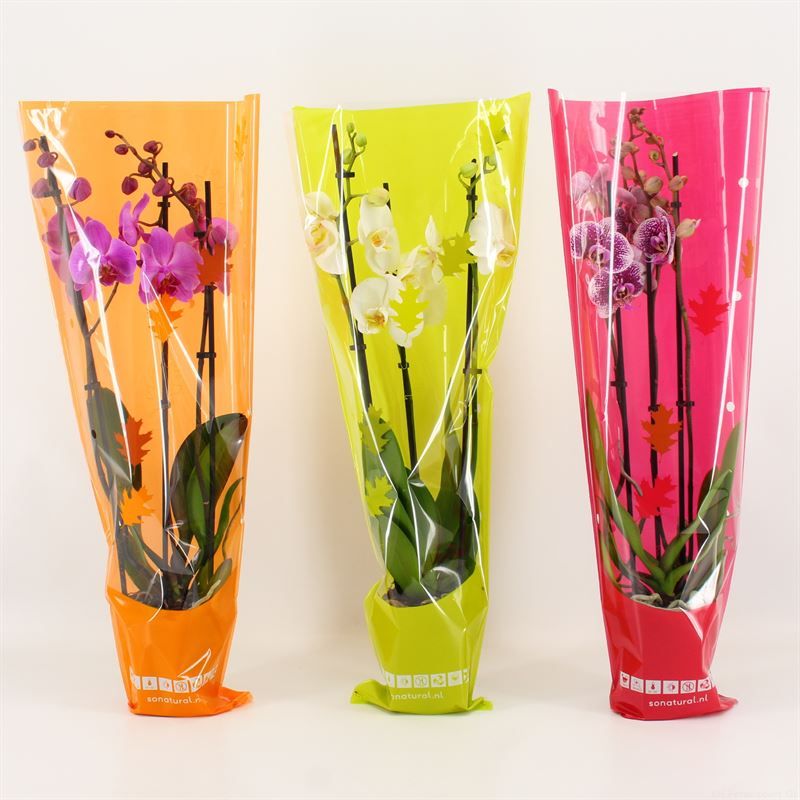 Phalaenopsis gemengd 3 tak gemengd in herfst hoes, D 12 cm