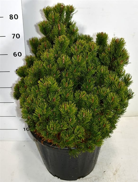 Pinus mugo 'Picobello', D 40