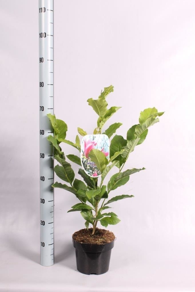Magnolia 'Susan', D 19 cm