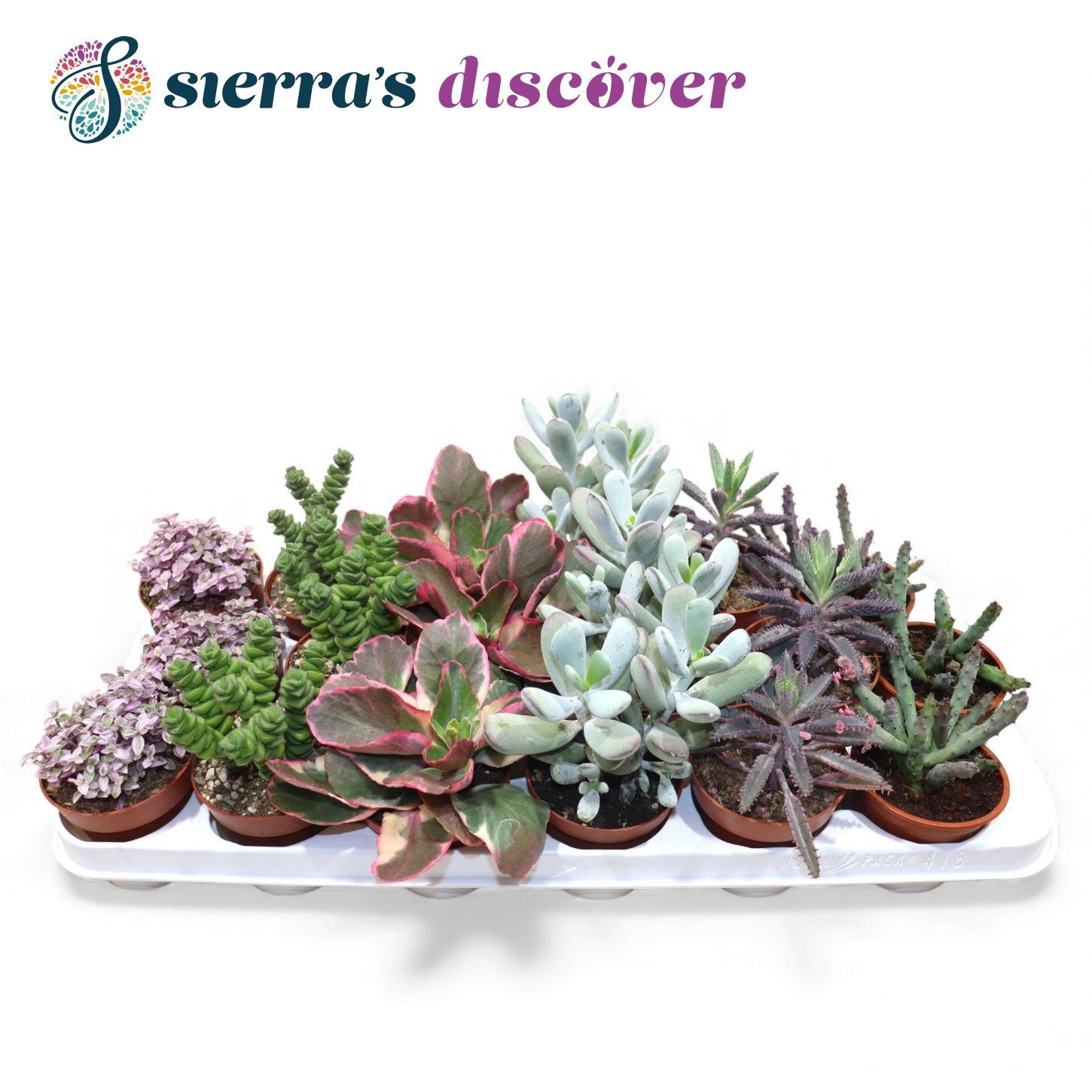 Discover® - Barcelona Succulents Mix (Exclusive), D 8,5