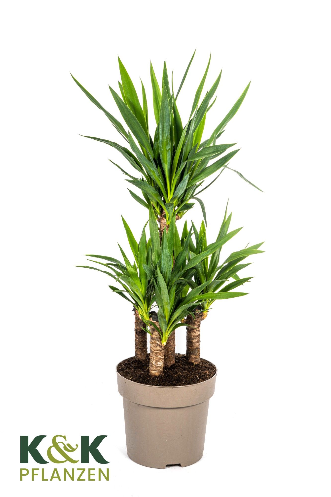 Yucca elephantipes Karussell T27, D 30