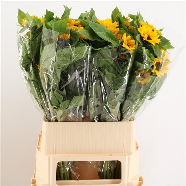 Гелиантус Винсент Чойс 80, шт.