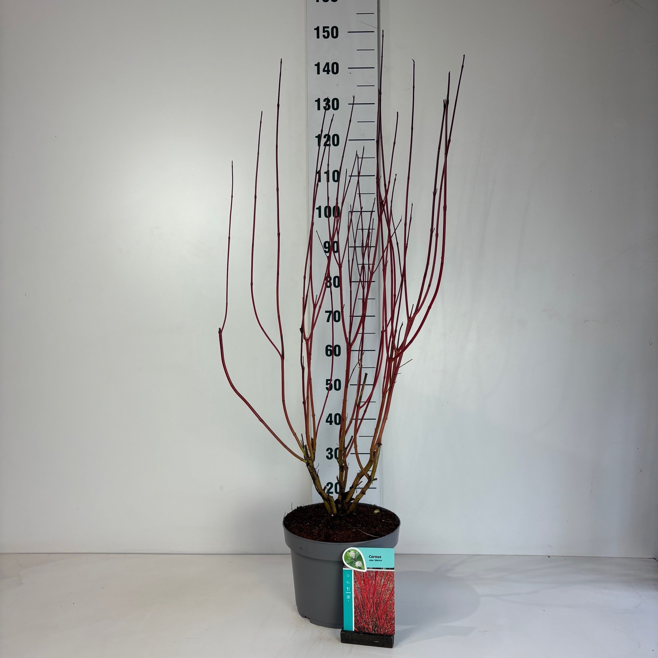 Cornus alba Sibirica, D 29