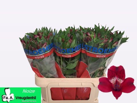 Альстромерия Ноиз, шт.