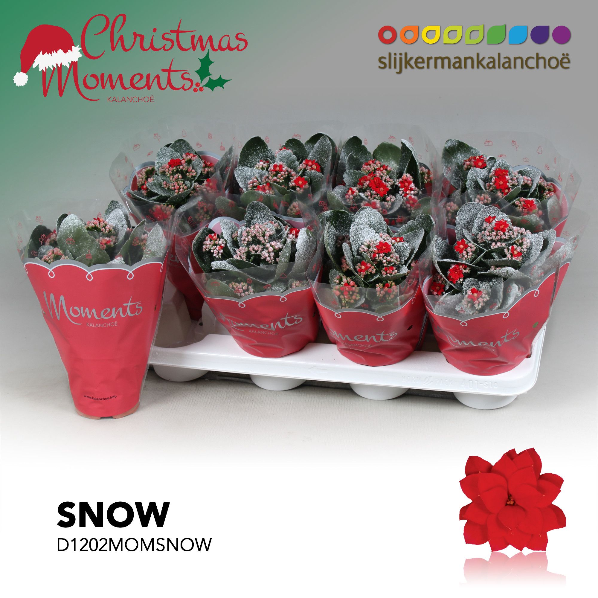 Kalanchoe Moments - Red with snow/sneeuw - kerst, D 12 cm