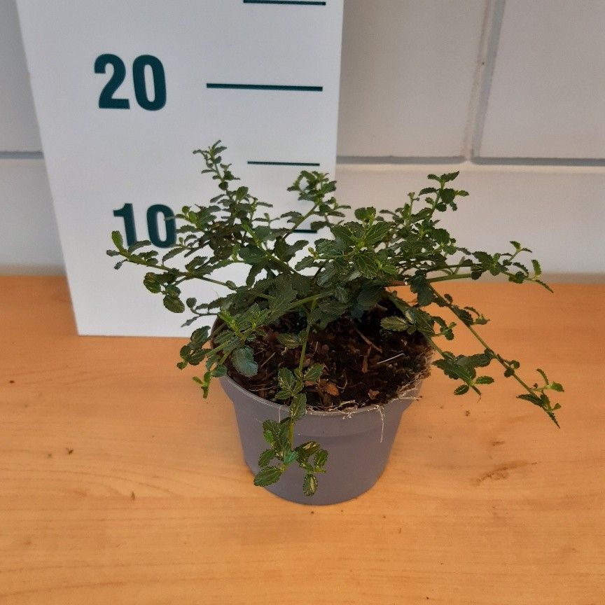 Ceanothus thyr. 'Repens', D 14 cm