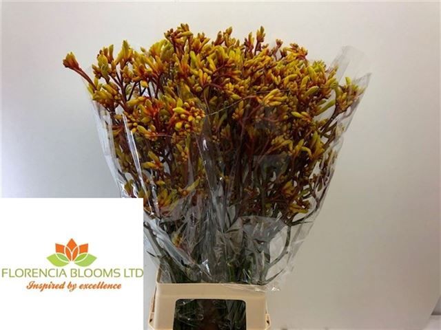 Анигозантус Голд Фивер 80, шт.