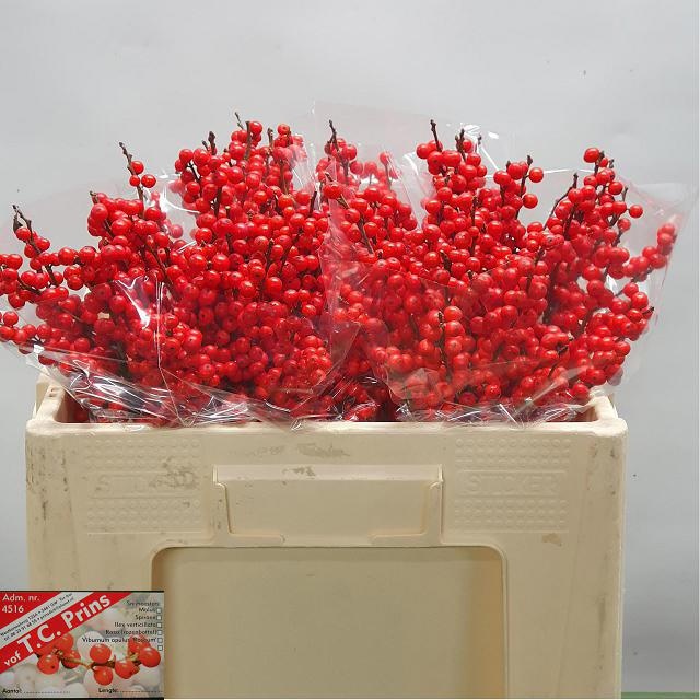 Илекс Красные ягоды 50, шт.