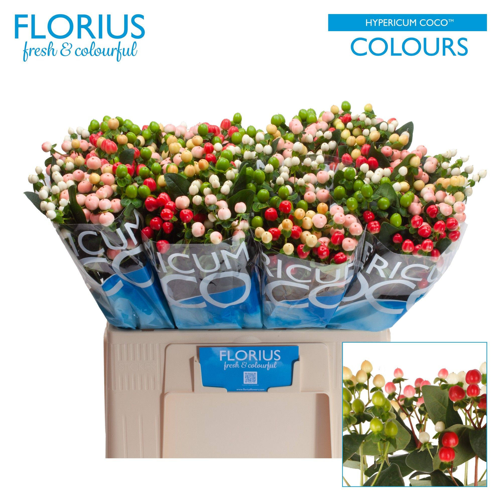 Гипперикум Коко Колор Микс 60, шт.