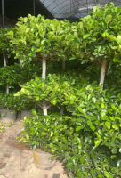 Фикус три-лайер баньян 30 140