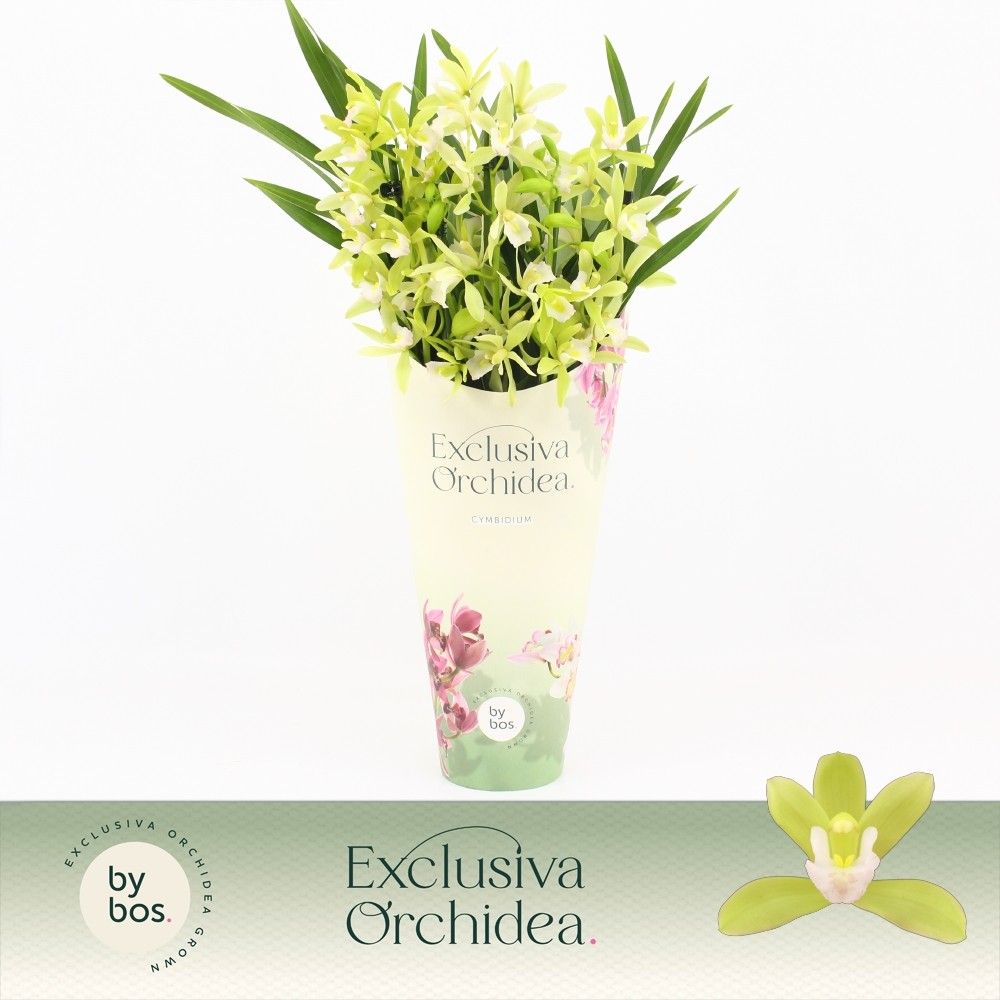 Cymbidium, Mint Source 5-spike 'Exclusiva Orchidea' Potcover, D 12