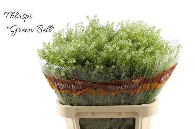 Тласпи Грин Бэлл 80 (зел.), шт.