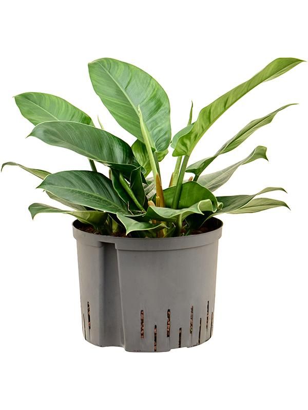 Philodendron 'Imperial Green', D 25