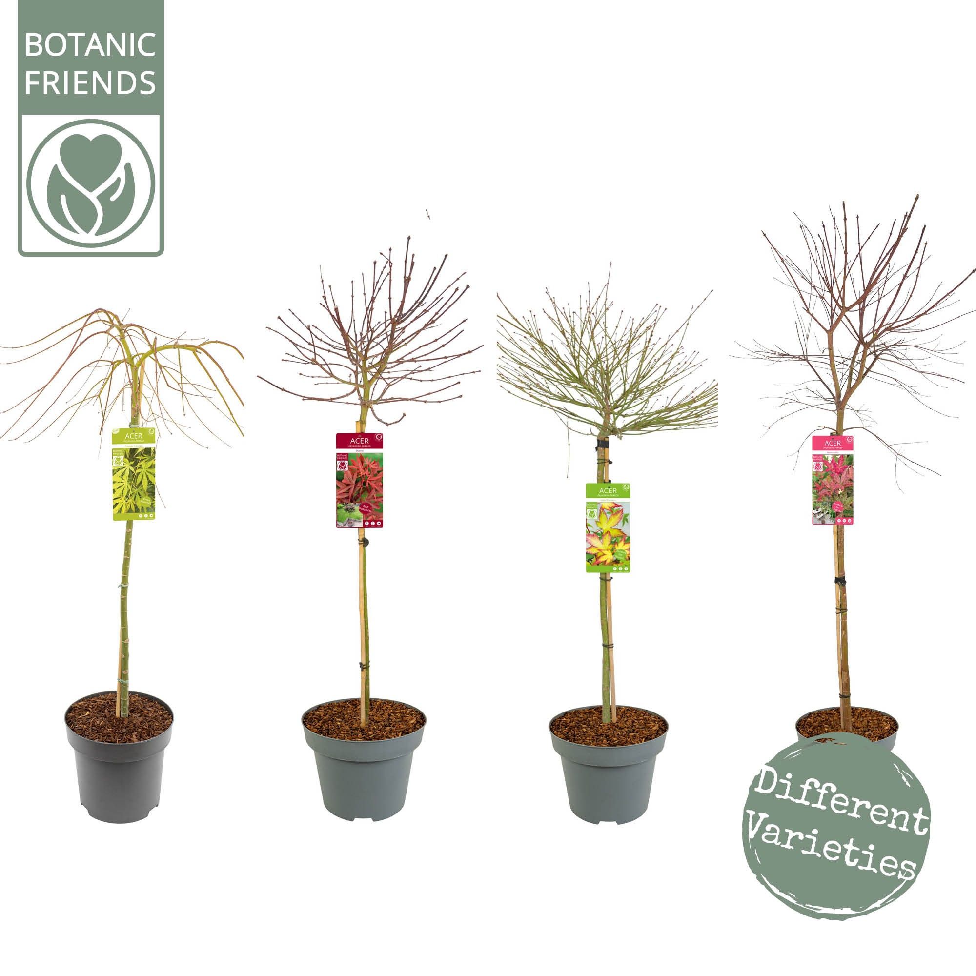 Acer palm. 'MIX' C14 halfstam, D 30