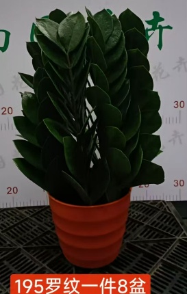 Замиокулькас 195 Тридед Пот Мани Три 19.5 19,5 50