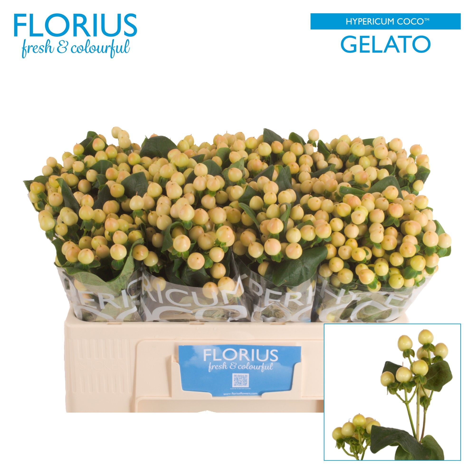 Гипперикум Коко Джелато 50, шт.