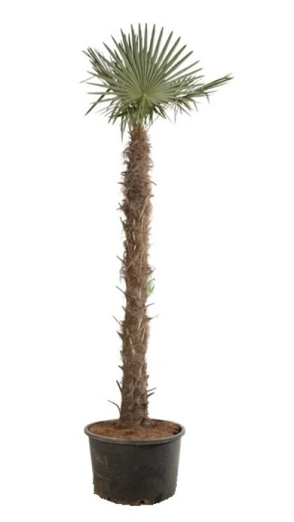 Trachycarpus fortunei, D 75