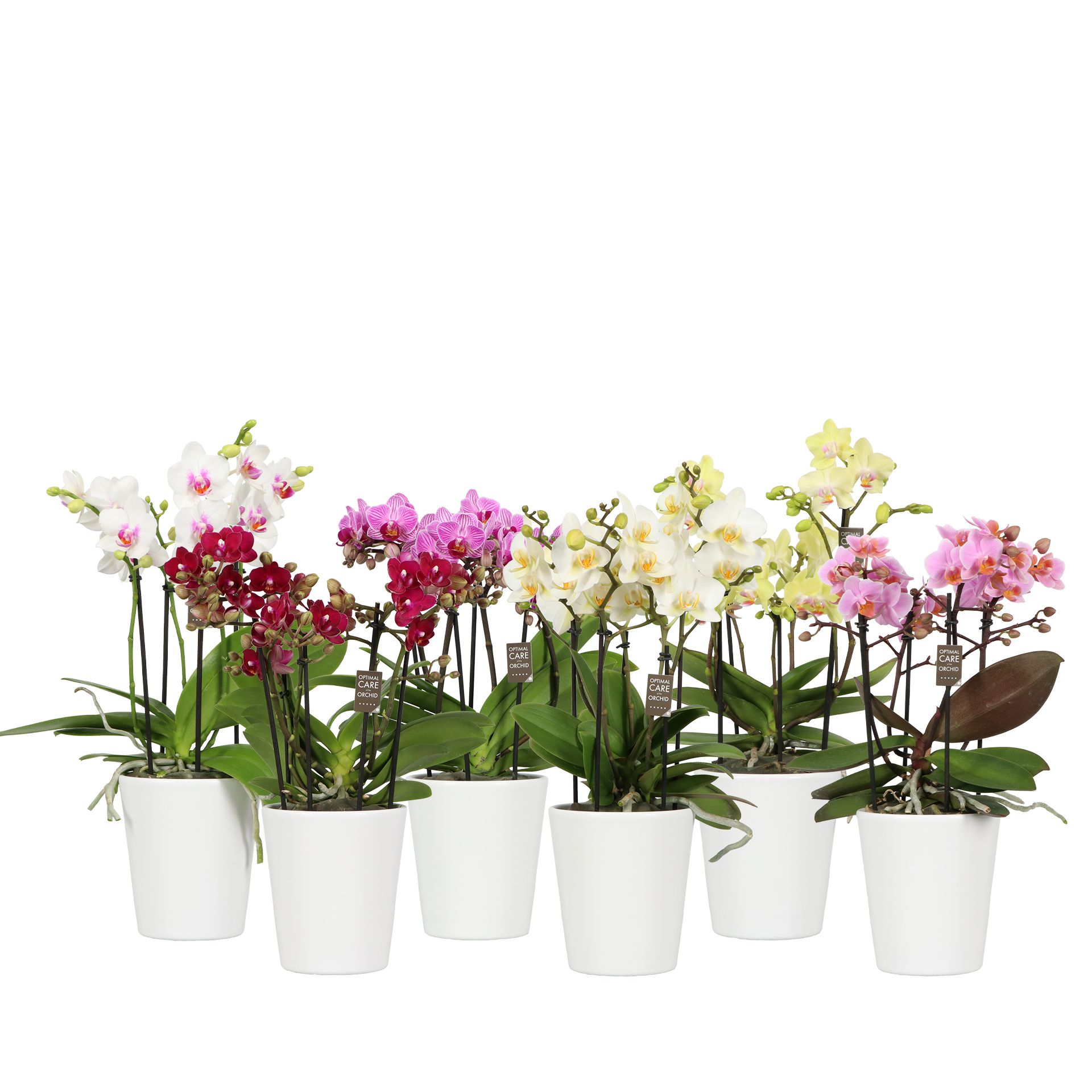 Flora P12 Mix 3-5 spike in Zoë White, D 12 cm