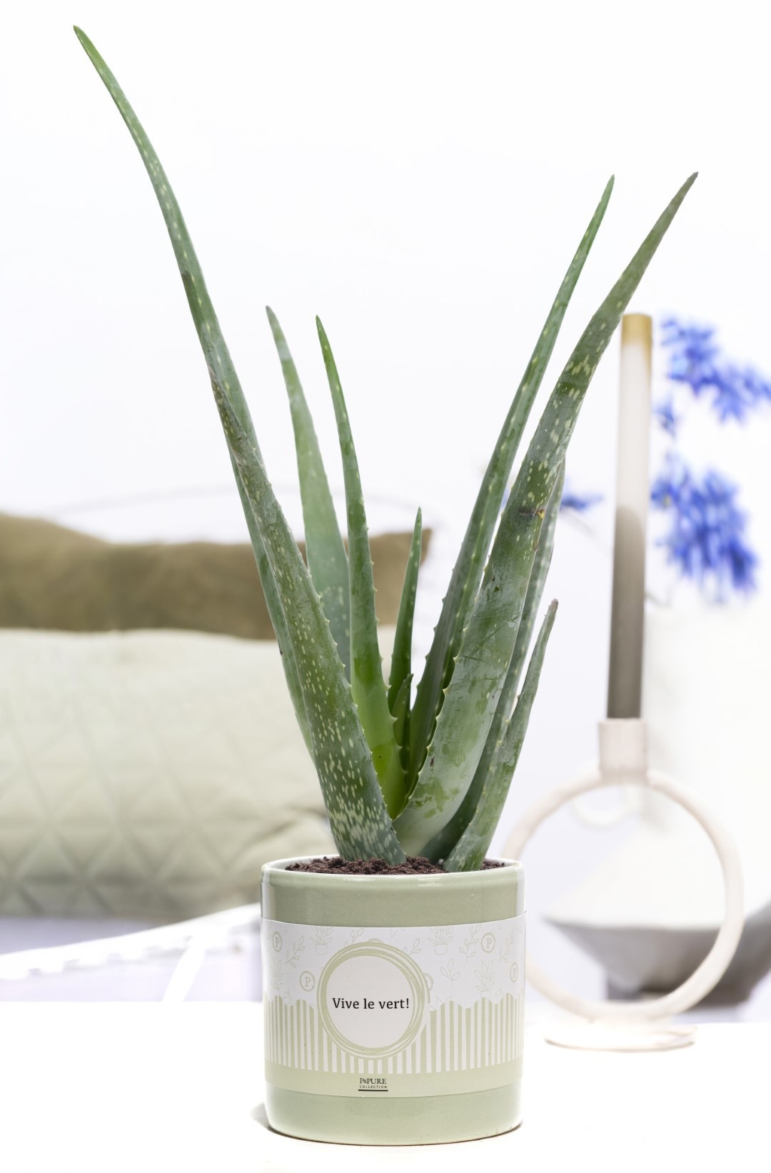 Aloe Vera Gift P&P cadeau concept: VIVE LE VERT!, D 12
