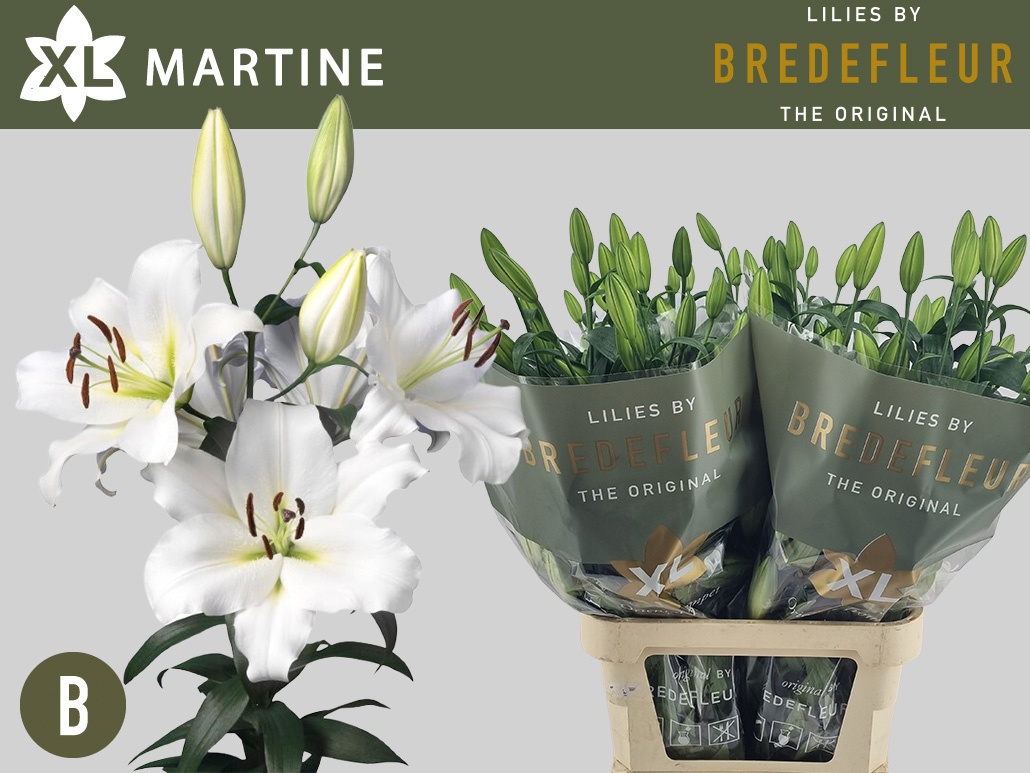 Лилия Мартин 95, шт.