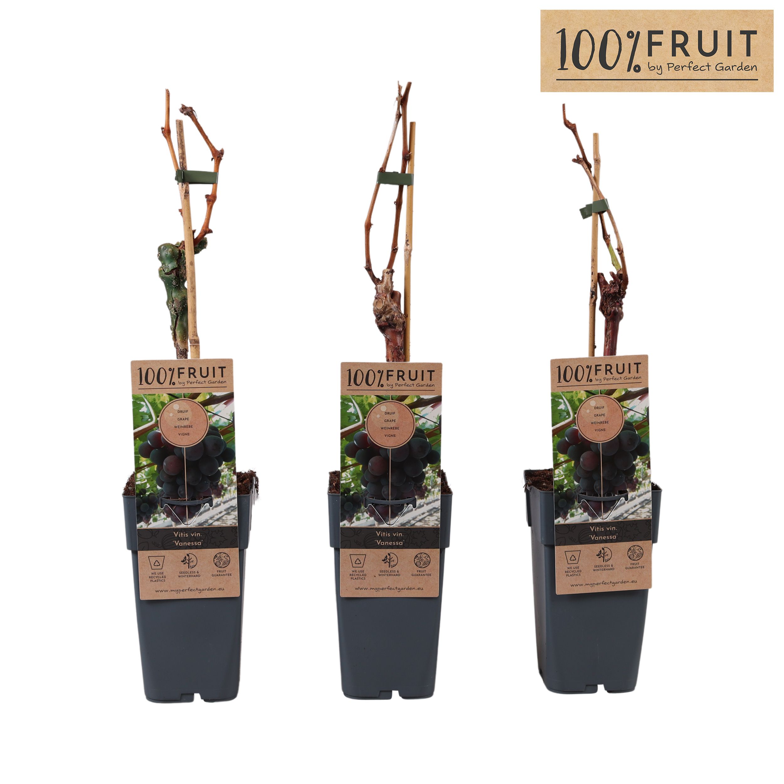 Vitis vin. 'Vanessa' (pitloos) P15, D 15