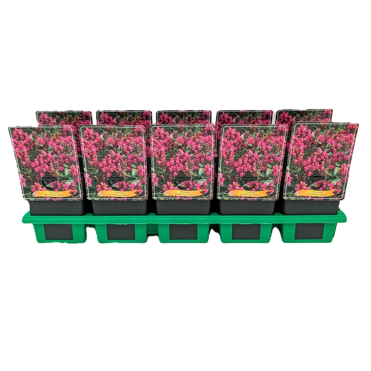 Prunella grandiflora 'Rubra' P11, D 11