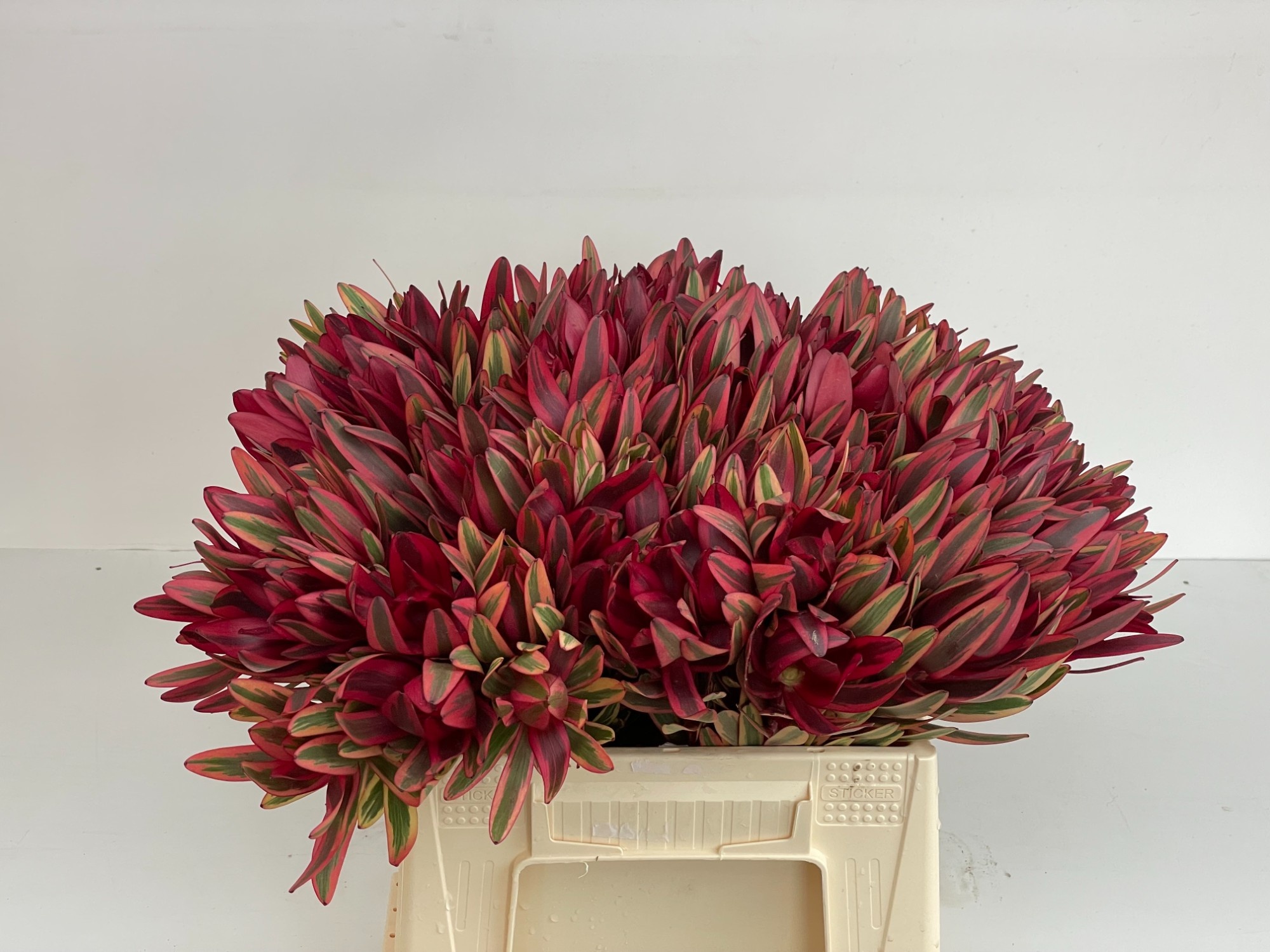 Леукадендрон Джестер 40, шт.