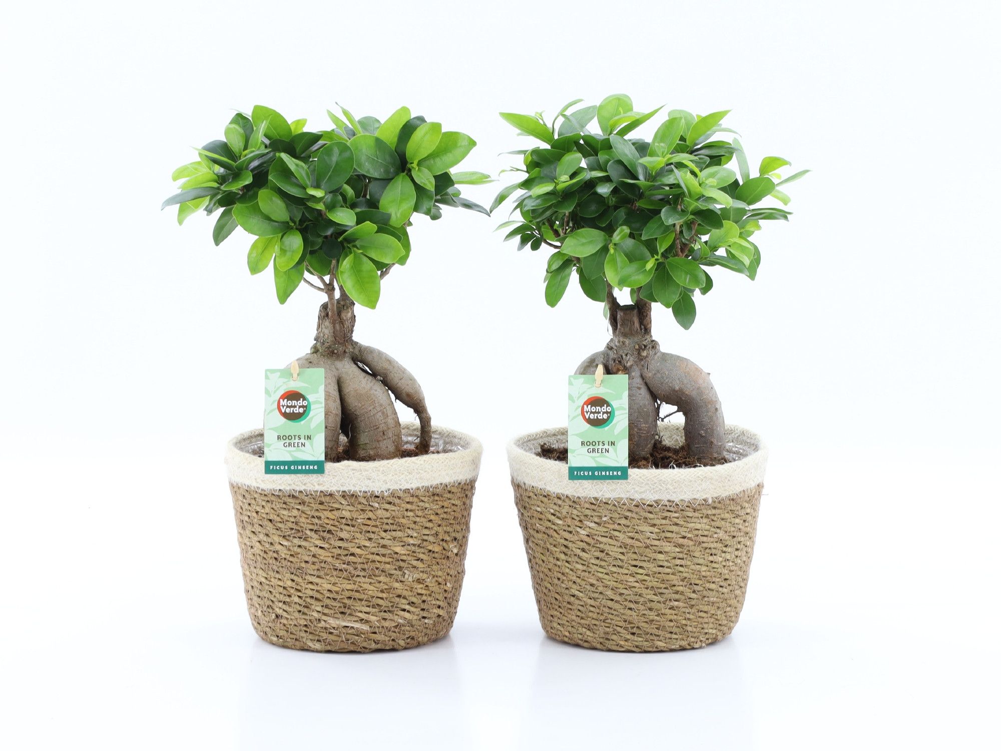 Ficus Ginseng in Noah Korb, D 19