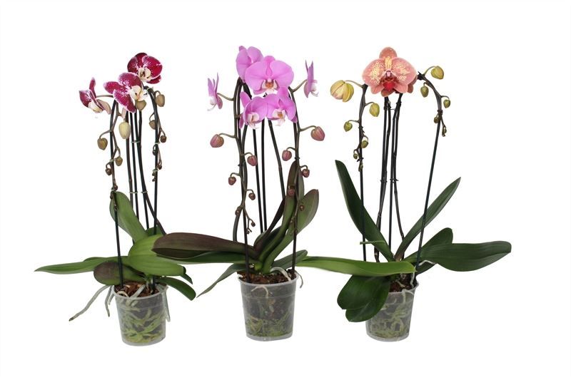 Phal cascade mix 2T14+, D 12