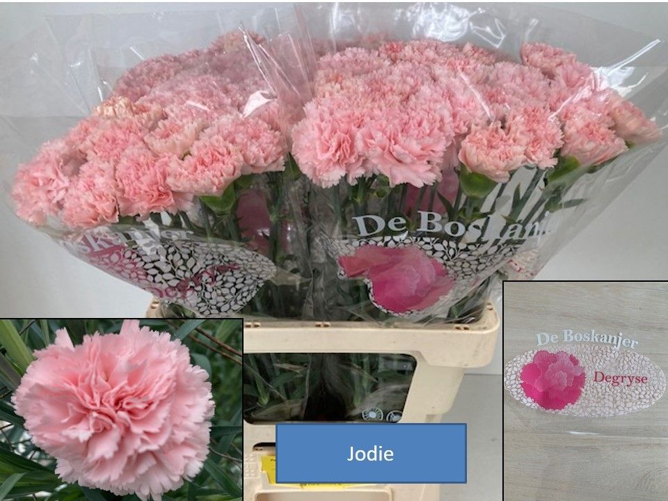 Диантус од. Джоди (роз.), шт.