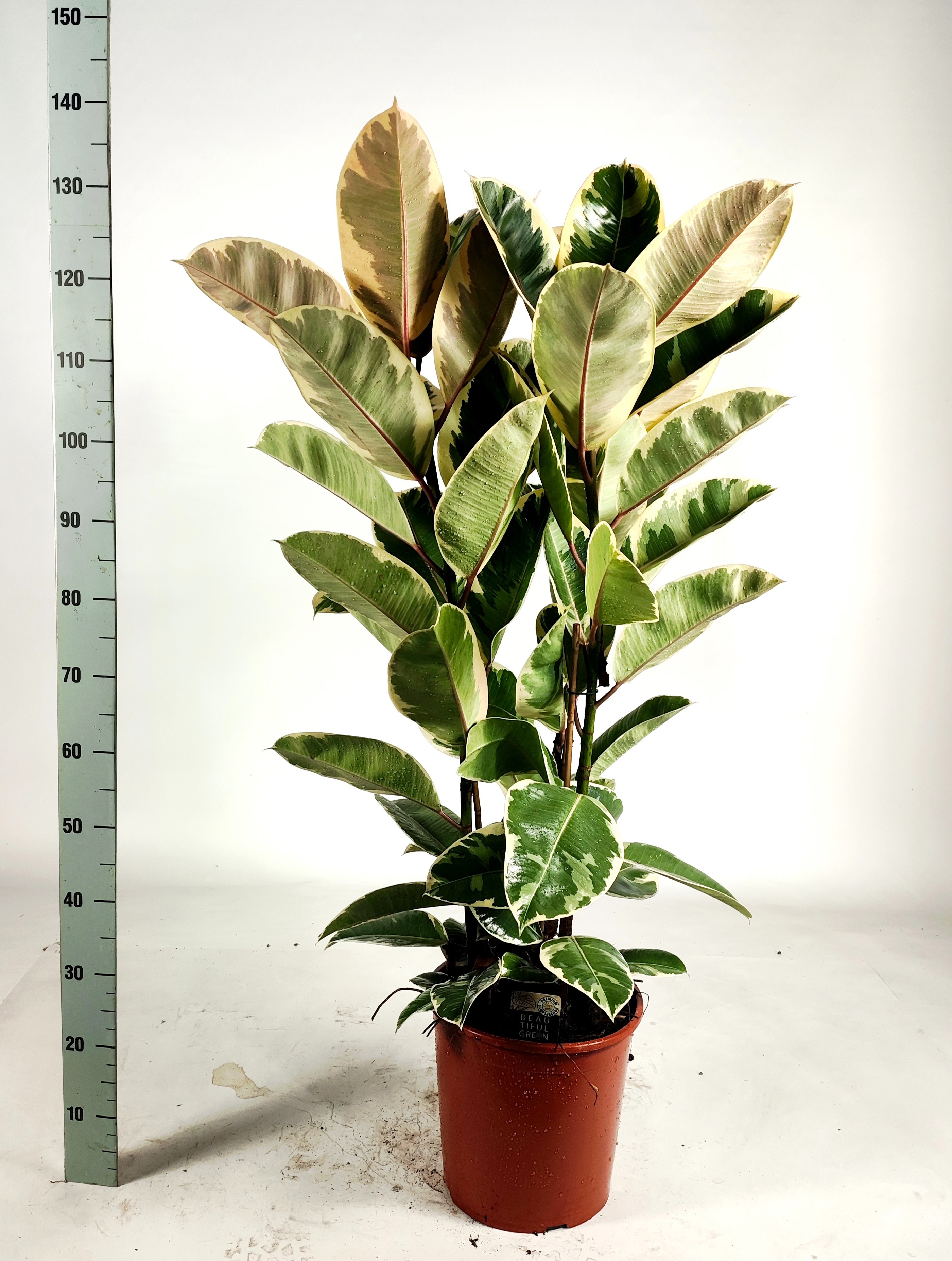 Ficus elastica 'Tineke' Toef 135cm, D 30