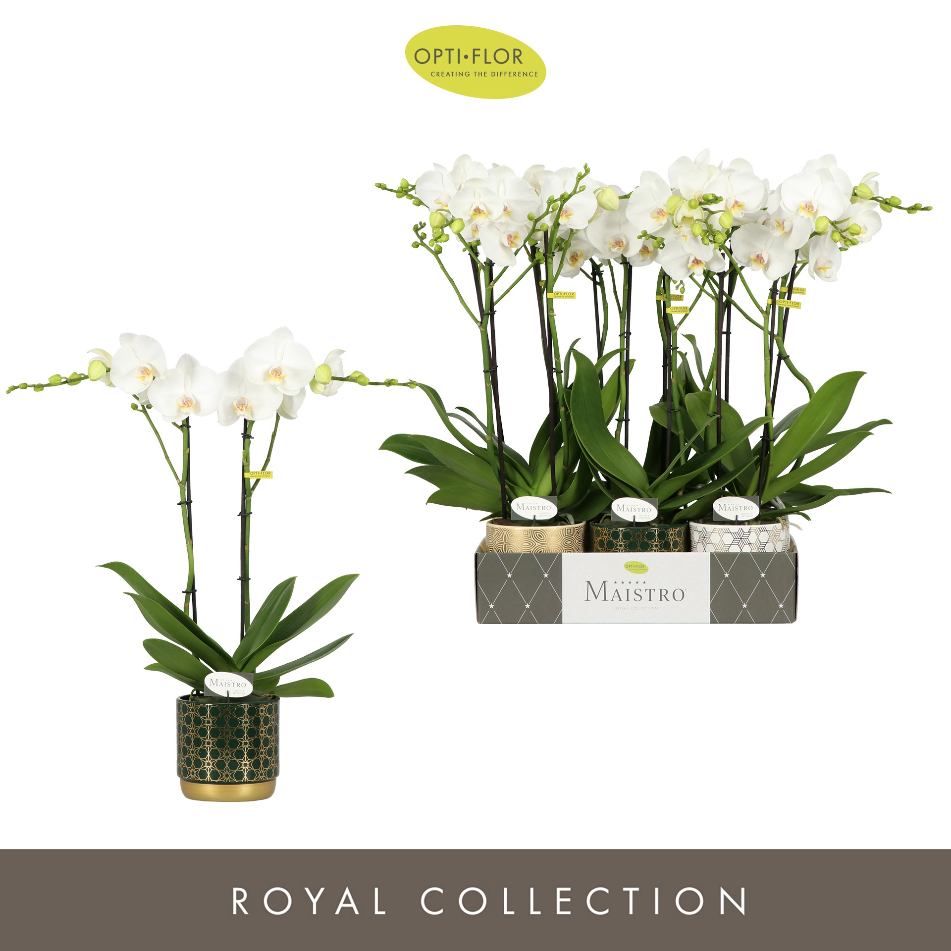 Maistro Mozart 2 spike 50 cm in Christmas Mix, D 12 cm