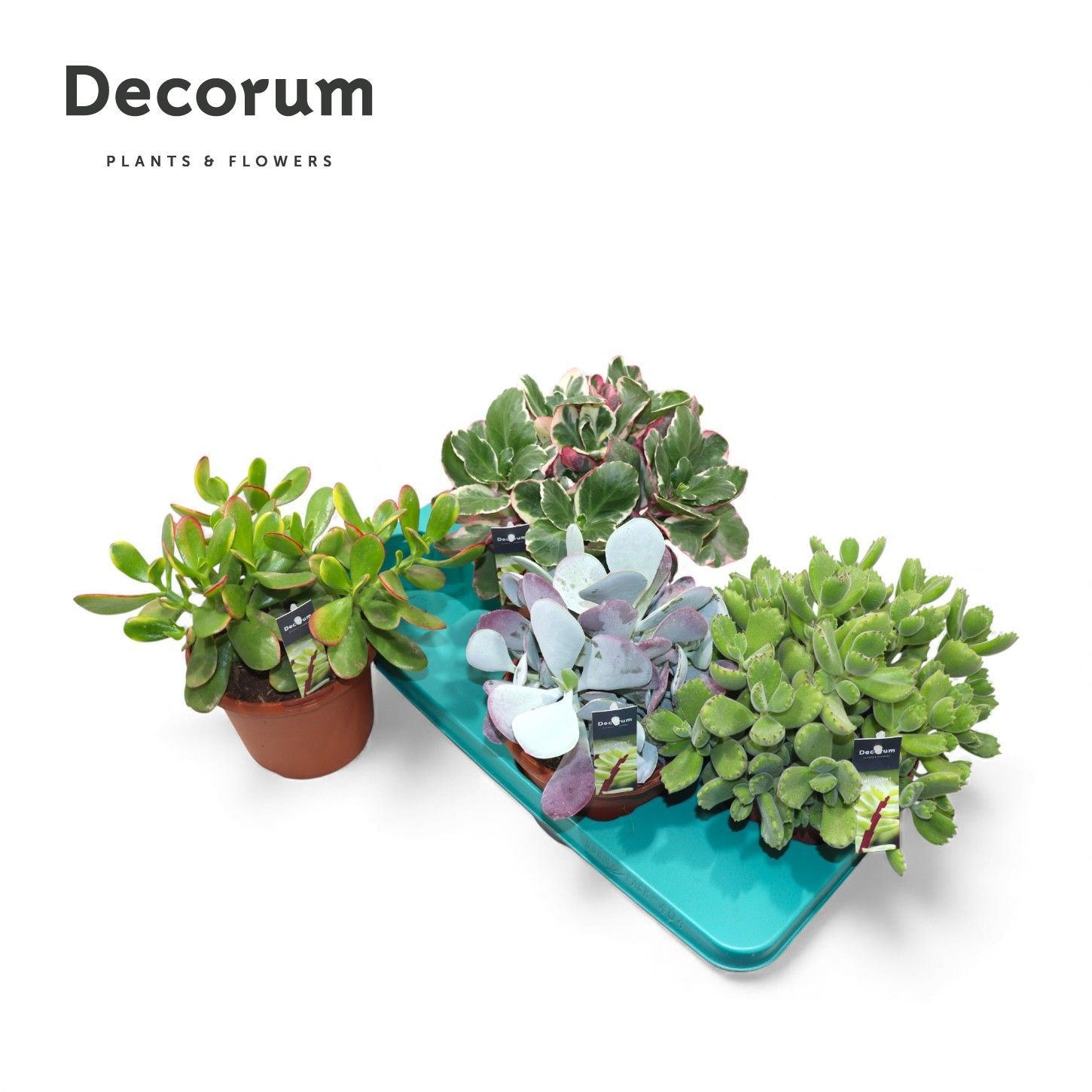 Succulenten Mix (4spc.) (decorum), D 17