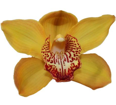 Цимбидиум Эстер x6 80, шт.