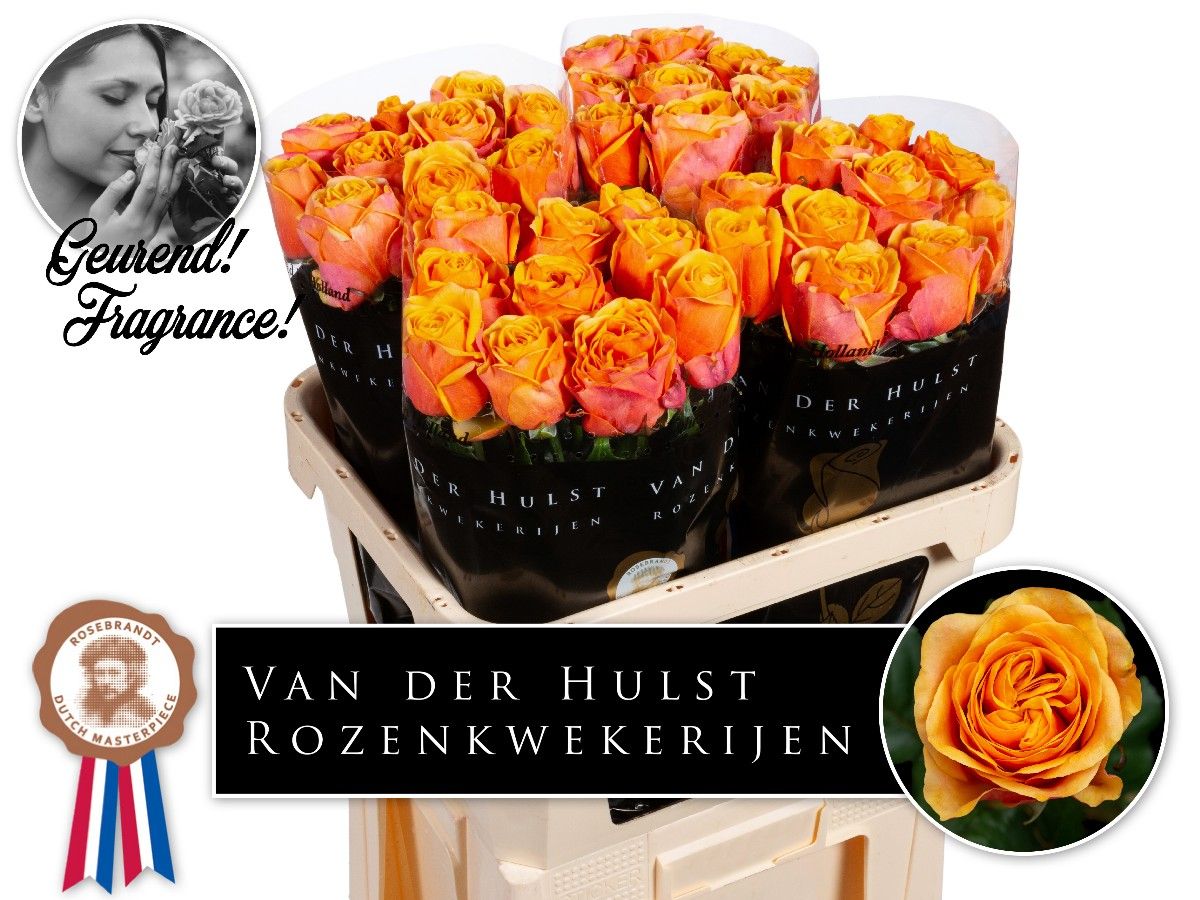 Роза од. Хлебана Оранж+ 80, шт.