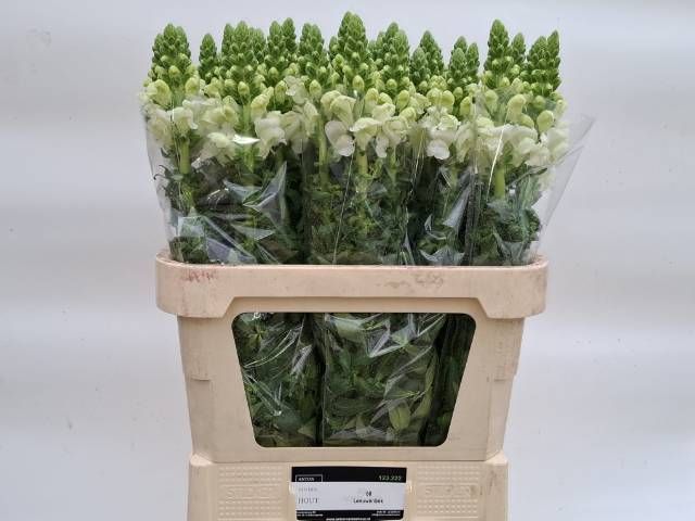 Антирринум Потомак Айвори Вайт, шт.