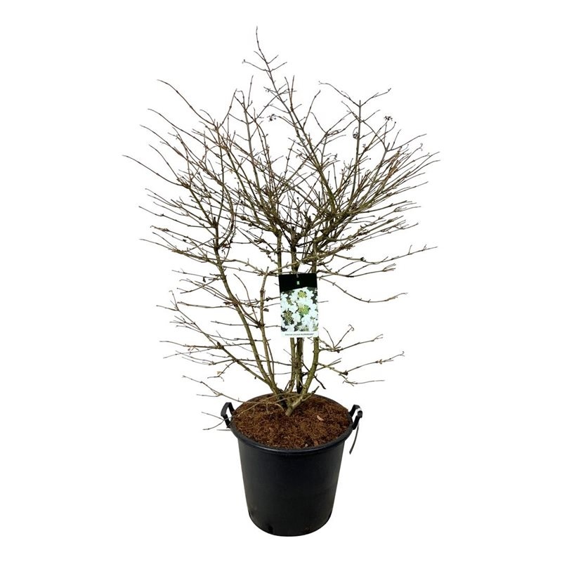 Viburnum plic. 'Kilimandjaro' (pbr), D 50 cm