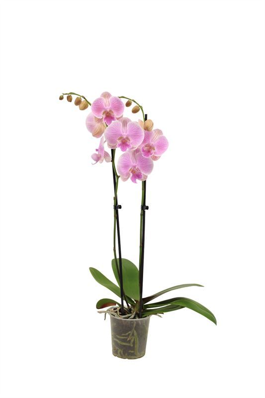 Phal Gentle Whistler 2T16+, D 12