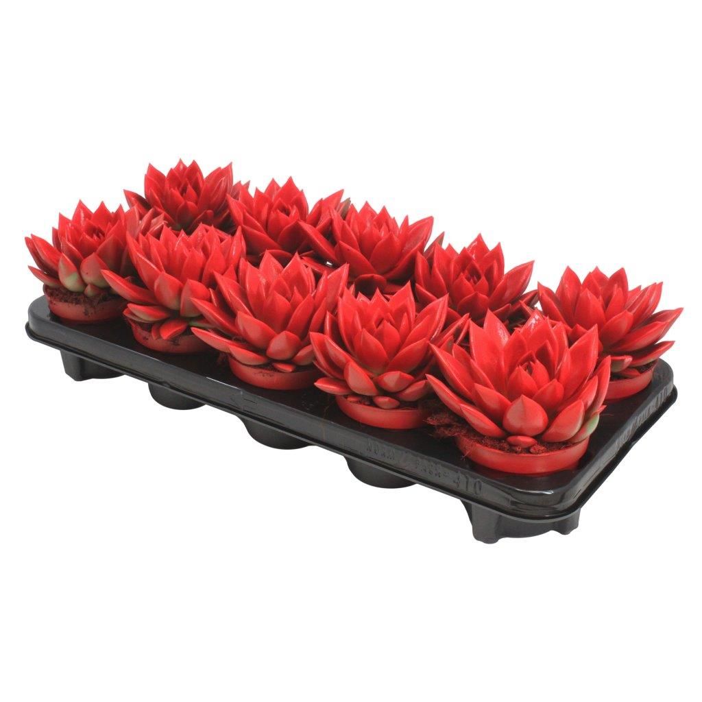 Miranda coloured tomato red, D 10,5