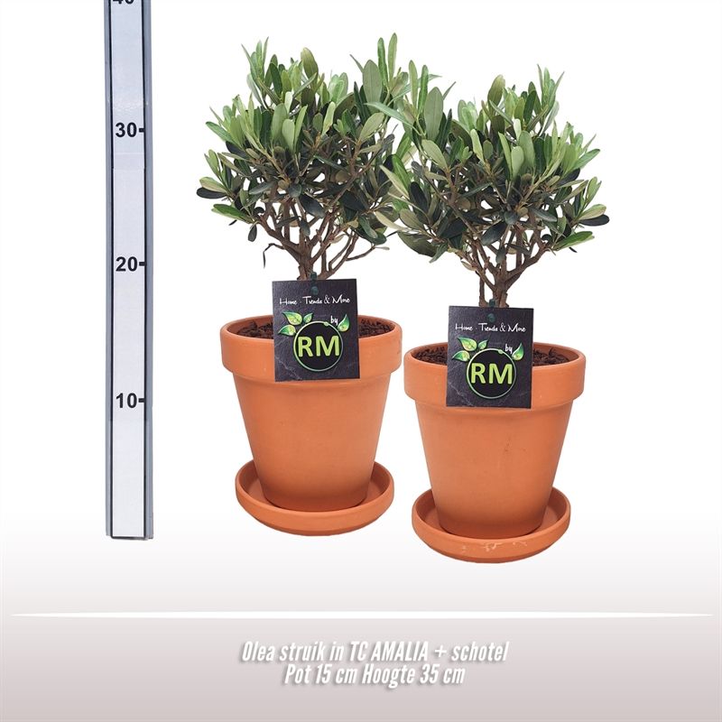 Olea struik TC Pot + Schotel, D 15 cm