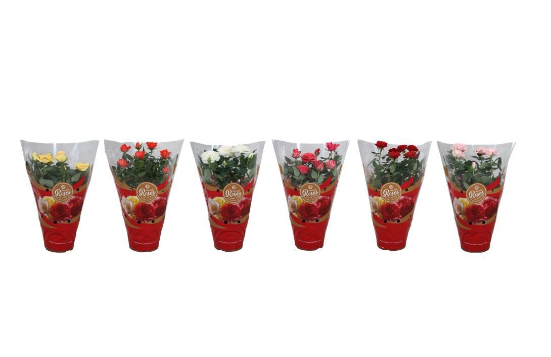Rosa Favourite Roses diversen per laag/kar, D 13