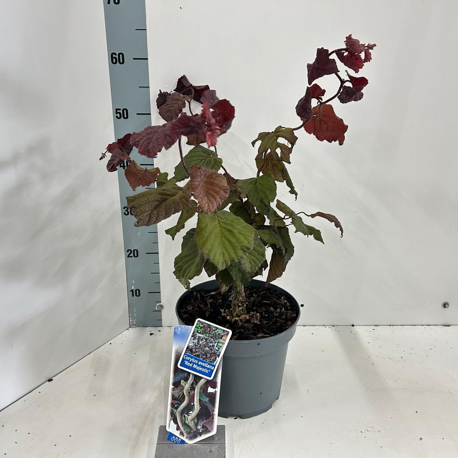 Corylus avellana 'Red Majestic', D 23 cm