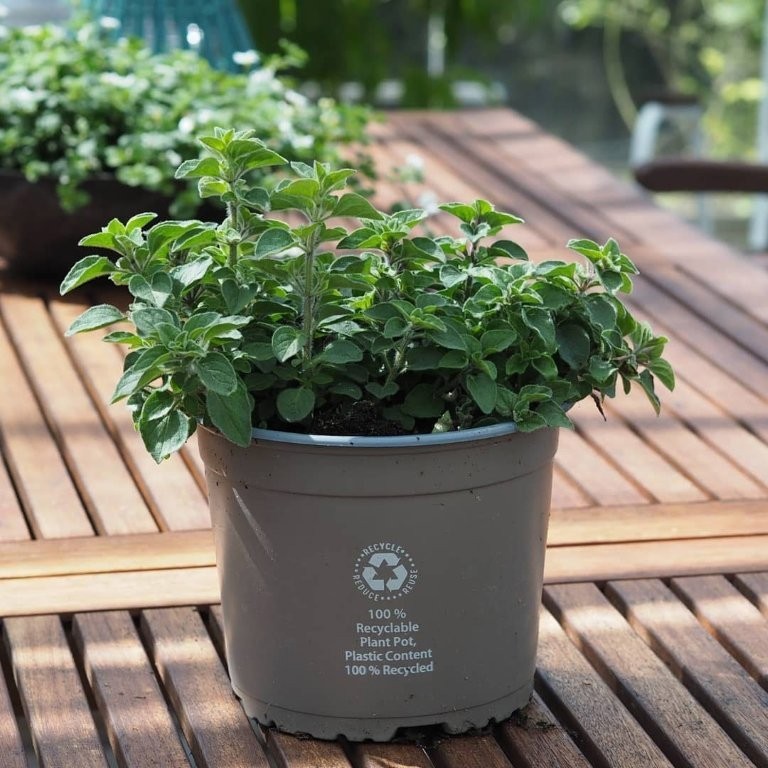 ORIGANUM VULGARE/MERIAN, D 17 cm