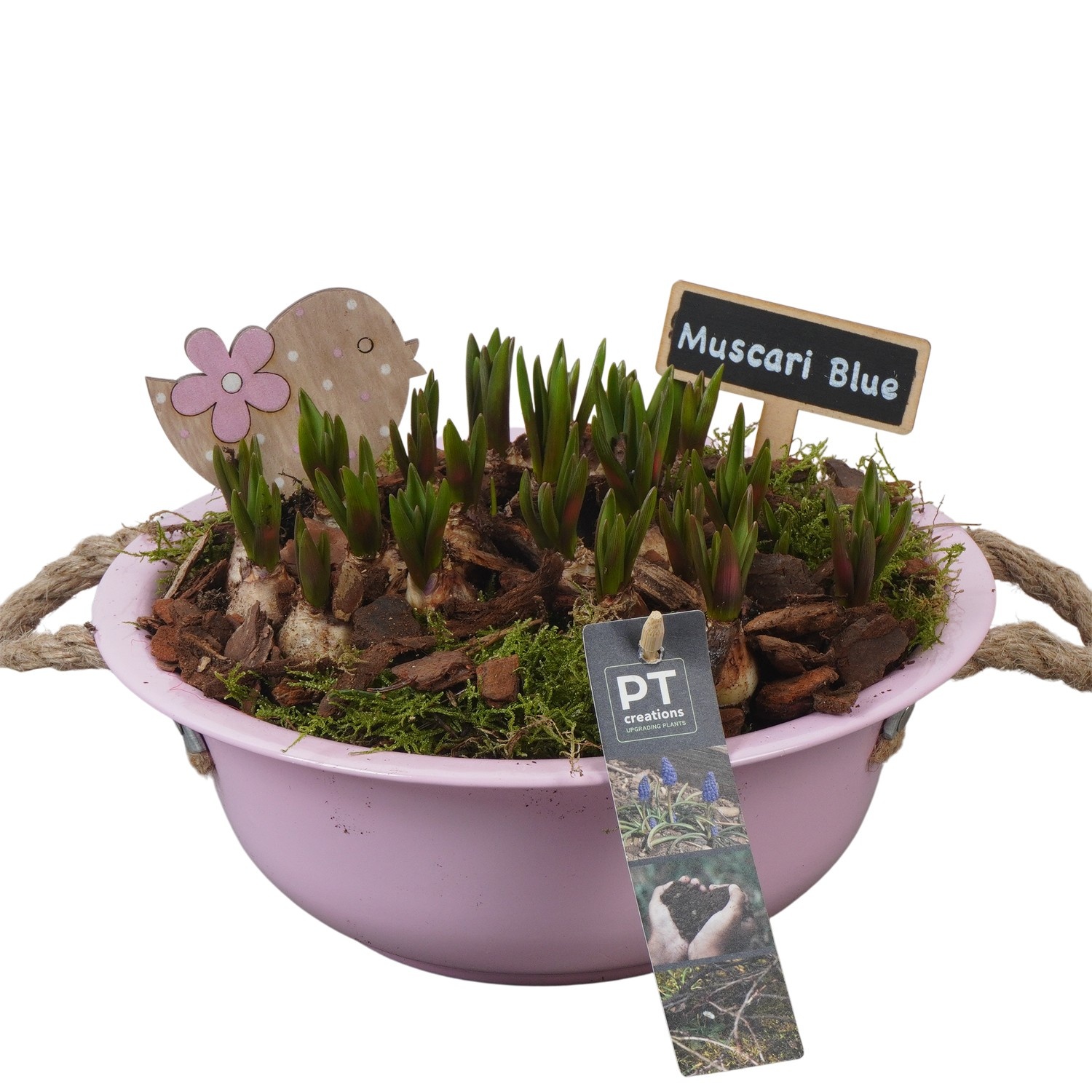 PTMB6107 Arrangement Muscari Blue in zink schaal, D 24