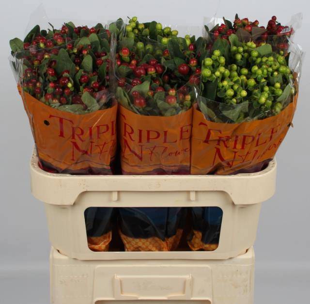 Гипперикум Мэджикал Микс 70, шт.