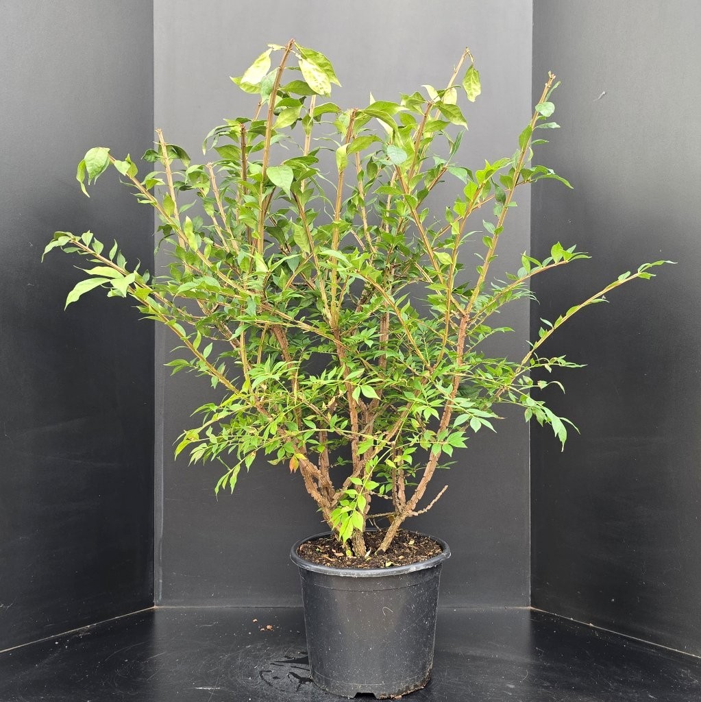 Euonymus alatus, D 32 cm