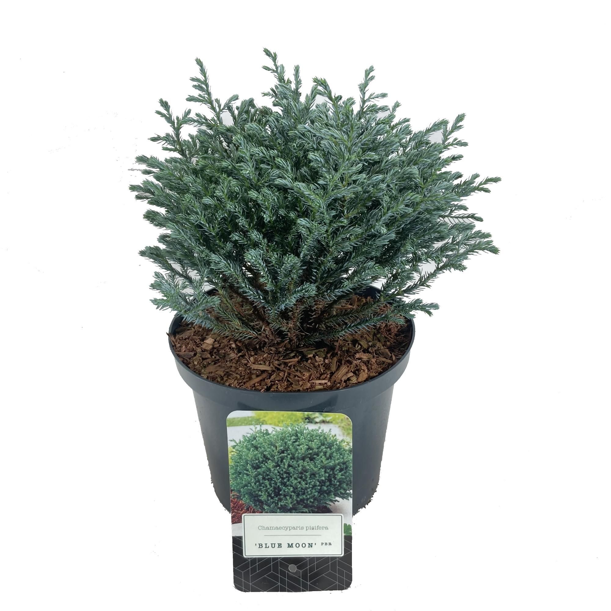 Chamaecyparis pisifera 'Blue Moon' PBR, D 18